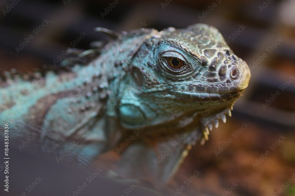 Obraz premium Iguana in close view at a reptile exhibit