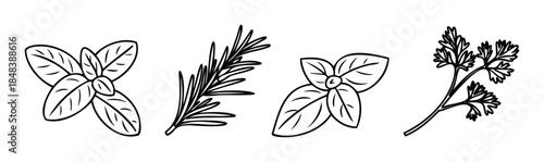 Minimalist black line icons of fresh herbs like basil rosemary and parsley for creating simple logos for restaurants and healthy food branding concepts.