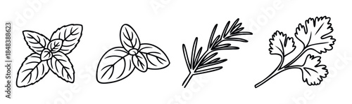 Collection of minimalist line art icons featuring popular culinary herbs like basil mint rosemary and parsley for organic food branding and recipe graphics
