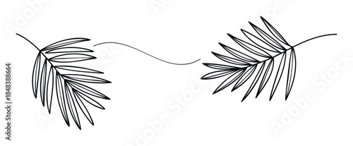 Simple line drawing of tropical palm fronds forming an elegant divider, a minimalist botanical graphic for branding, wedding invitations, or social media posts.