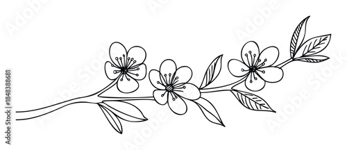 Minimalist outline of a flowering cherry tree branch with leaves creating a beautiful botanical composition for spring greetings and wedding decor.