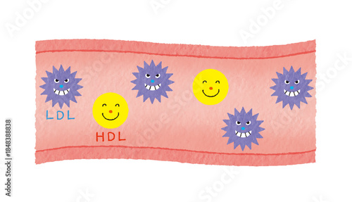 LDLとHDLで見る血管とコレステロールの説明イラスト（健康・医療）