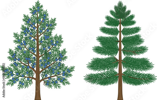 Evergreen and berry tree vector illustration set, detailed botanical conifer and fruit tree comparison, isolated on white background, nature themed design