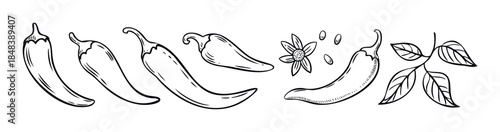 Hand drawn collection of various chili peppers and plant elements for culinary and decorative applications