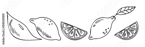 Line drawings of lemons and lemon slices arranged in a row, perfect for food and beverage marketing, recipe books, and healthy eating themes.