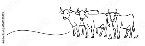 Three black and white line drawing cows with horns stand together in a simple depiction perfect for agricultural and livestock related projects
