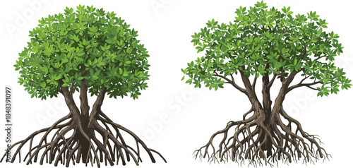 Mangrove tree illustration set, dense green foliage with exposed root systems, tropical coastal wetland plants, detailed nature vector artwork design
