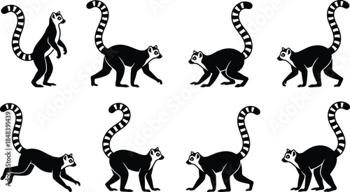Ring tailed lemur silhouettes collection, playful primate walking and jumping poses, wild animal character set, isolated black vector illustration