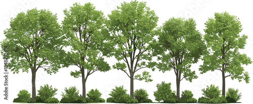 Row of lush green deciduous trees illustration isolated on white background for landscape design nature and park concepts