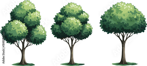 Set of green deciduous trees illustration isolated on white background, for landscape design, garden planning, urban nature concepts
