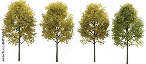 Set of realistic green deciduous trees illustration isolated on white background for landscape design urban nature and garden concepts