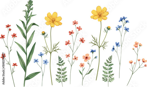 Delicate watercolor wildflowers and garden flowers illustration isolated on white background for botanical design, floral art, and nature concepts