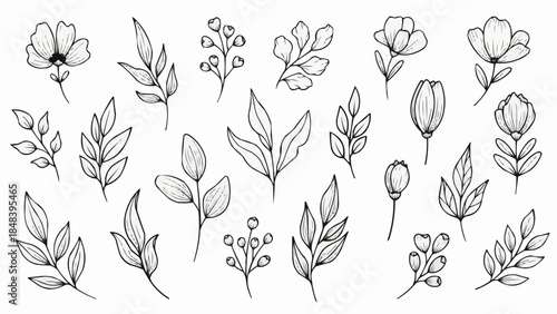 Collection of Hand Drawn Botanical Elements and Flowers.