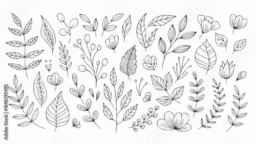 Collection of Hand Drawn Botanical Elements and Floral Illustrations.