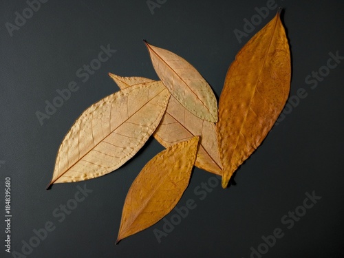 Wallpaper Mural autumn leaves background Torontodigital.ca