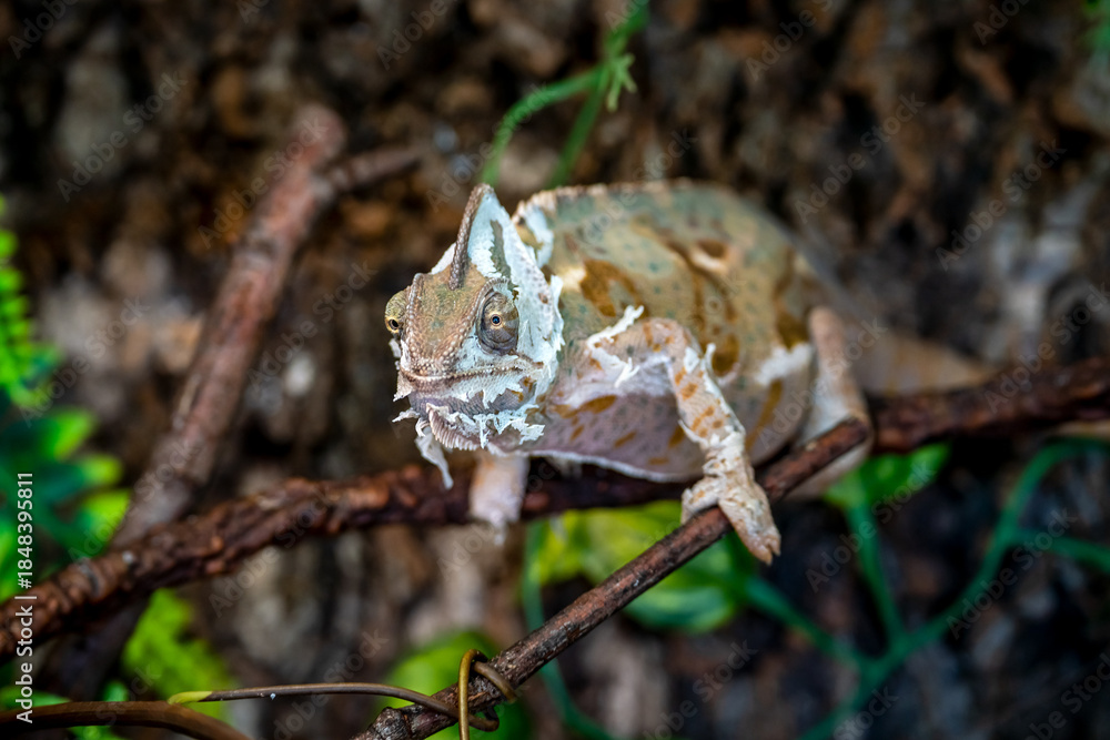 Obraz premium Up-close shot of a Veiled Chameleon shedding in a terrarium setting