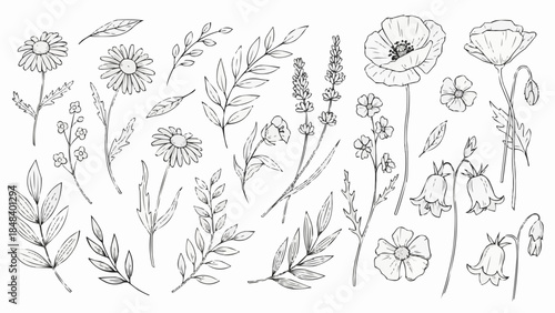 Collection of Hand Drawn Botanical Illustrations of Wildflowers and Leaves.