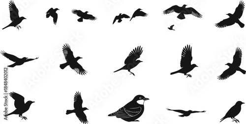 Bird silhouette vector set, flying birds, crow shapes, raven poses, black bird icons, avian motion, wildlife illustration, isolated bird graphics
