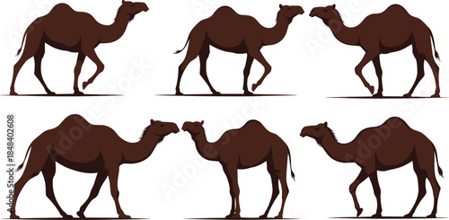Silhouette illustration of walking Bactrian camels, desert animal poses, camel movement study, wildlife vector set, brown camel shadows, isolated design