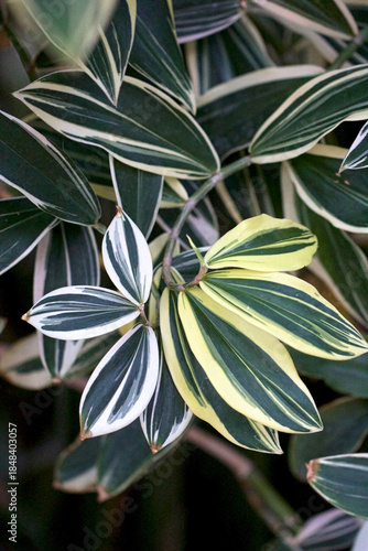 Variegated Green and Yellow Leaves Close up