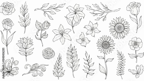Collection of Hand Drawn Botanical Illustrations Featuring Diverse Floral Elements.