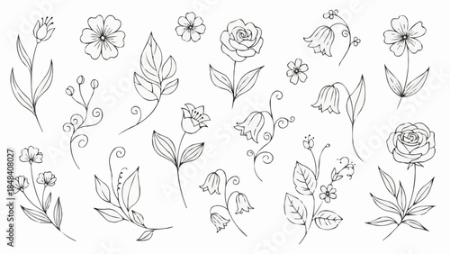 Collection of Hand-Drawn Botanical Illustrations of Various Flowers and Leaves.