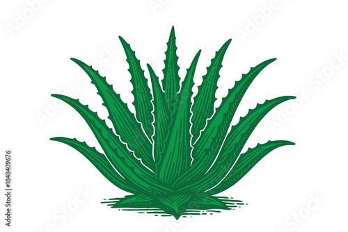 A clean green aloe vera plant vector showcases thick sharp leaves and balanced form, symbolizing healing, nature, and freshness suitable for botanical, health, and cosmetic design themes.