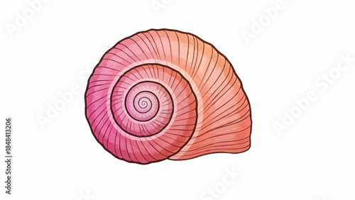 Detailed illustration of a pink spiral seashell.