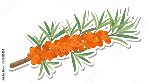 Vibrant Sea Buckthorn Berries on Branch Illustration