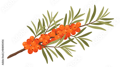 Vibrant Sea Buckthorn Branch with Orange Berries and Green Leaves