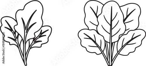 Leafy Plant Growth Comparison – Minimalist Botanical Line Art for Nature, Agriculture, and Education