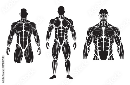 Muscle Structure Silhouette Icon Sheet – Human Anatomy, Muscular System Black Vector Set