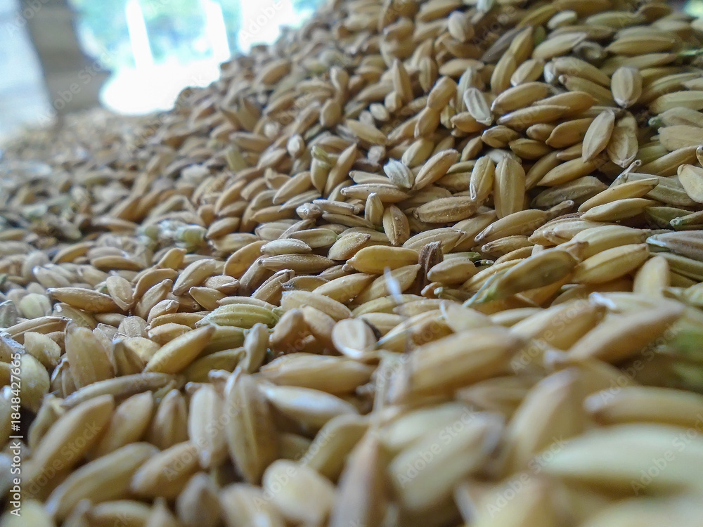 Obraz premium Paddy rice wallpaper. Close-up view of a large mound of unprocessed rice grains, showcasing their texture and color, ready for milling and consumption