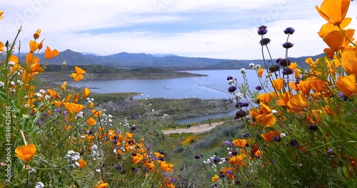 Golden Poppy flowers and other Wild flowers at at Diamond Valley lake, California in spring time during super bloom.