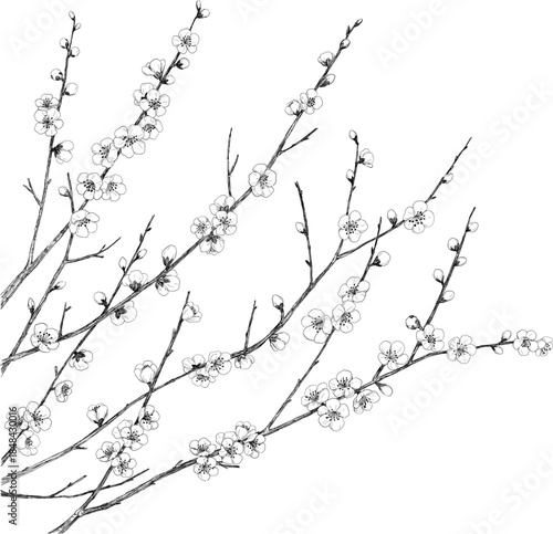 梅の枝のペン画