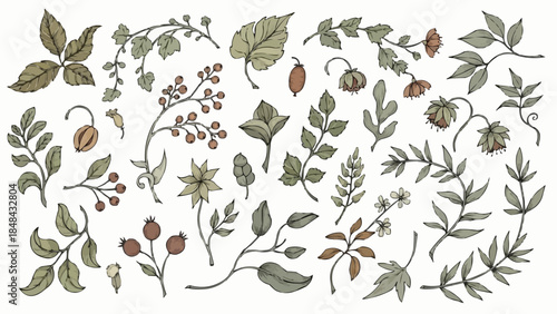 Collection of botanical illustrations featuring various leaves and branches.