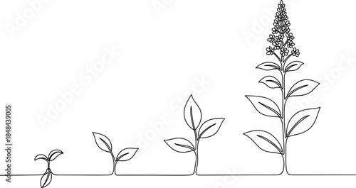 Continuous one line drawing of plant growth stages from seed to flower for sustainability metaphors business progress life cycle and environmental conservation concepts