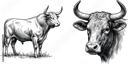 Hand drawn vector illustration set of standing bull side view and horned head portrait in vintage black and white engraving style