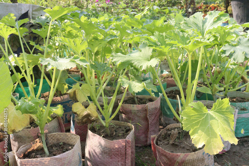 zucchini plant on farm for harvest