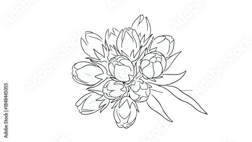 Black Outline Bouquet of Tulip Flowers Line Art Isolated on White Background