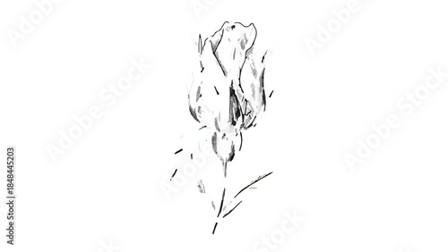 Minimalist Sketch Black and White Rose Bud Vector Illustration isolated on White