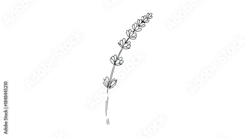 Minimalist hand drawn line art lavender flower sprig vector illustration isolated on white