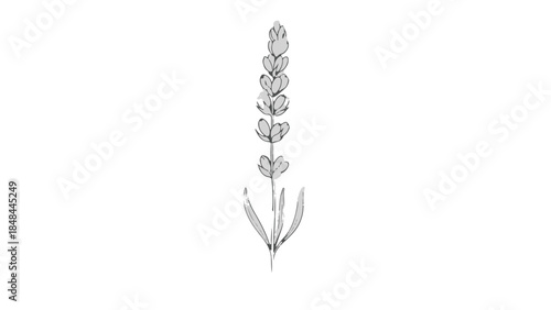 Black hand drawn lavender flower line art isolated vector illustration