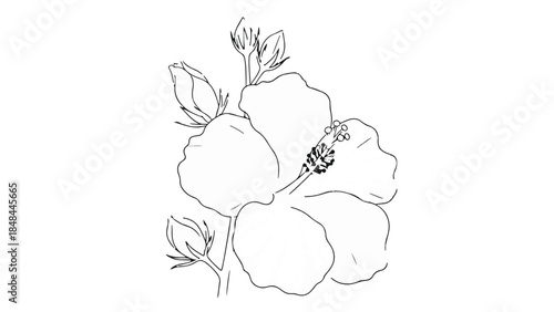 Black line art sketch of tropical Hibiscus flower and closed buds isolated vector illustration