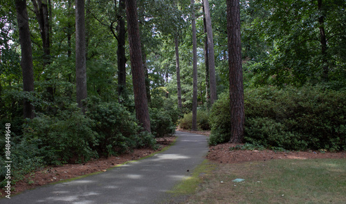 a road in the forest