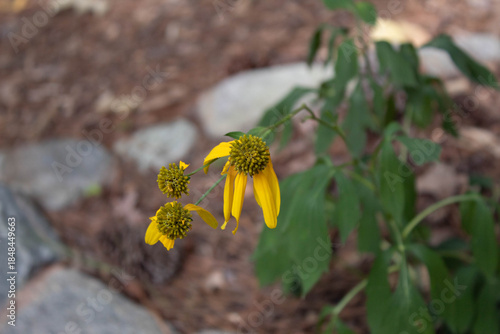 damaged cutleaf coneflower