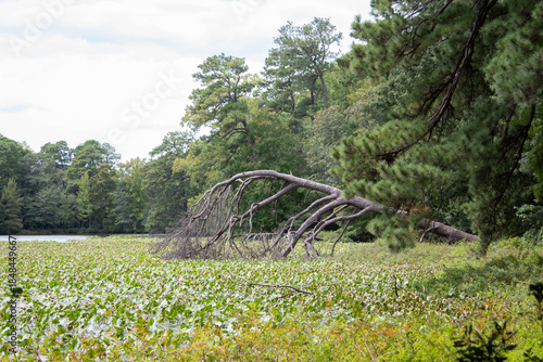 a view of a fallen tree