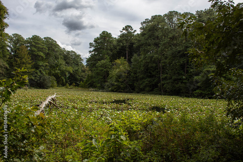a fallen tree in a field