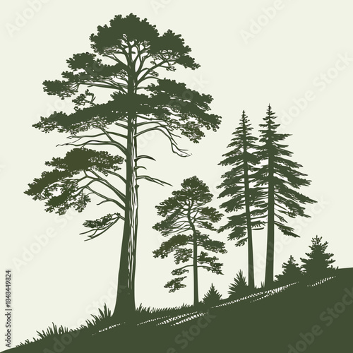 Forest ridge with tall cedar trees green