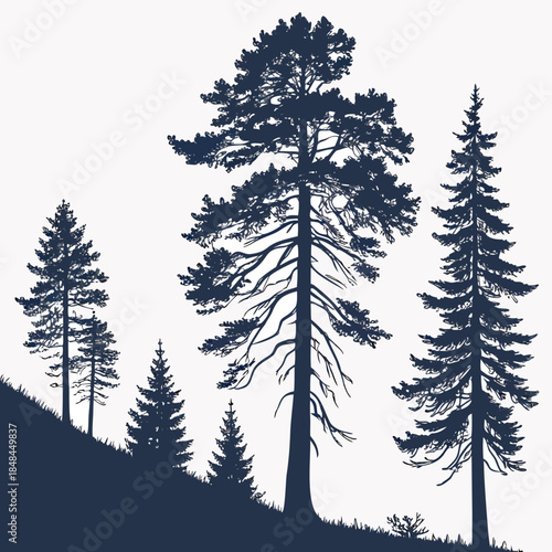 Dark blue silhouette of forest ridge with tall cedar trees on white background